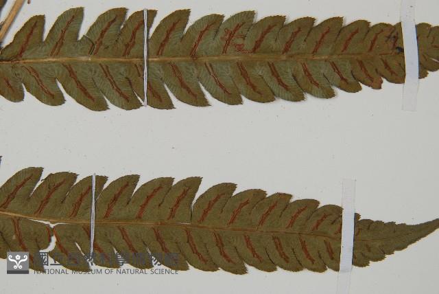 日本狗脊蕨藏品圖，第3張