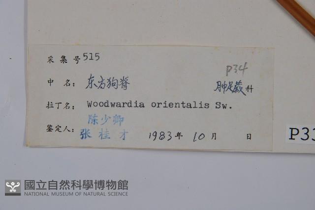 東方狗脊蕨藏品圖，第2張