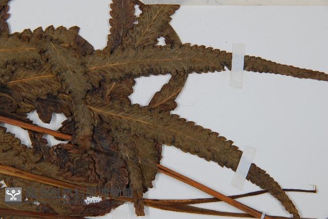 邊緣鱗蓋蕨藏品圖，第3張