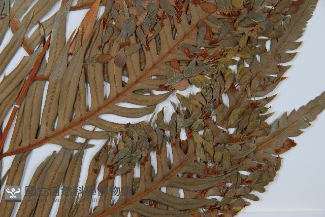 東方狗脊蕨藏品圖，第3張