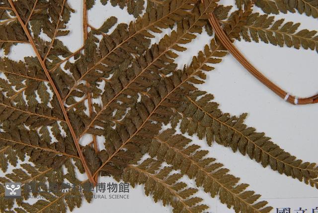 粗毛鱗蓋蕨藏品圖，第3張