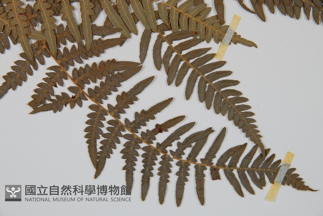 蕨藏品圖，第3張