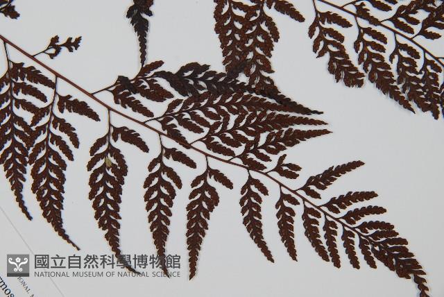 大葉骨碎補、台灣骨碎補、骨碎補藏品圖，第3張