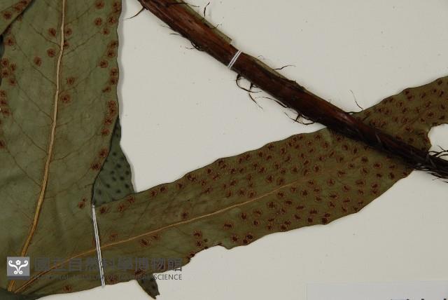 翅柄三叉蕨藏品圖，第3張