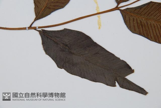 細柄雙蓋蕨藏品圖，第3張