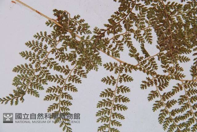 登錄號:P003862藏品圖，第3張