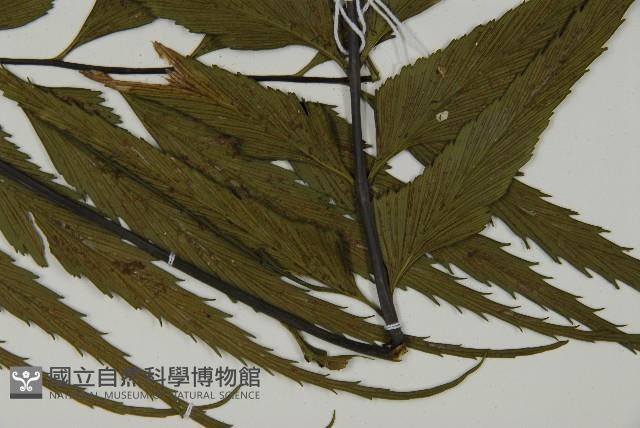 革葉鐵角蕨藏品圖，第3張