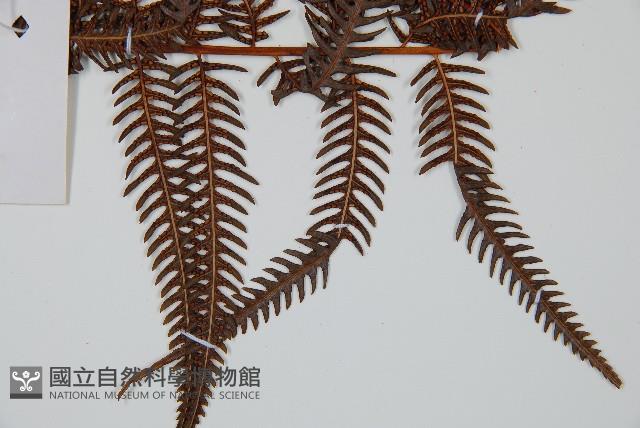 金狗毛蕨藏品圖，第3張