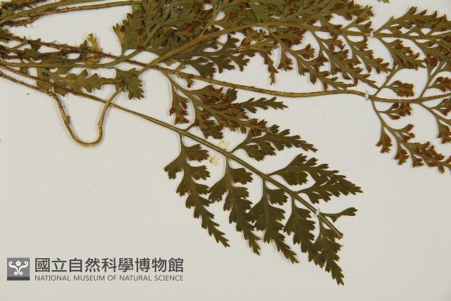 骨碎補鐵角蕨藏品圖，第3張