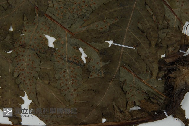 陰地三叉蕨藏品圖，第3張