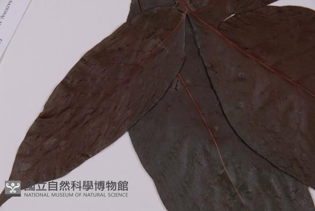 沙皮蕨藏品圖，第2張