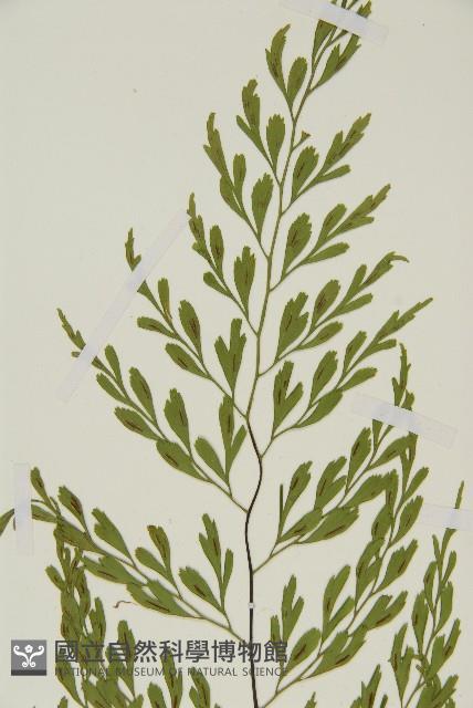 大黑柄鐵角蕨、黃鱗鐵角蕨、大羽鐵角蕨藏品圖，第3張