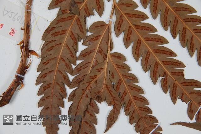 日本狗脊蕨藏品圖，第3張