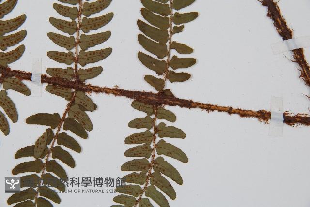 闊鱗鱗毛蕨藏品圖，第3張