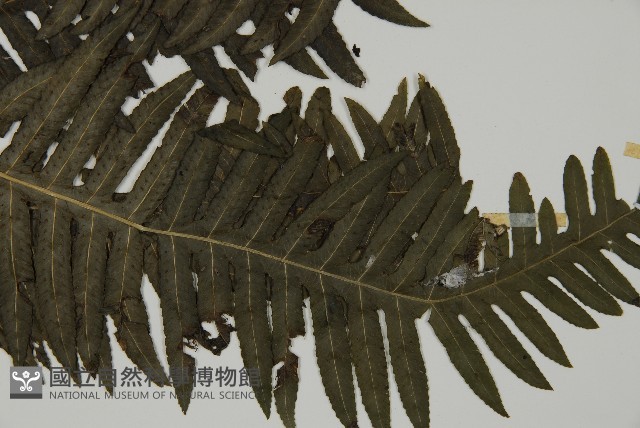長柄牙蕨藏品圖，第6張