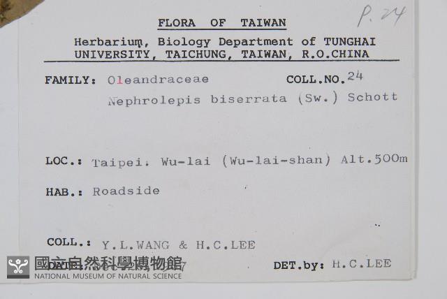 長葉腎蕨藏品圖，第2張