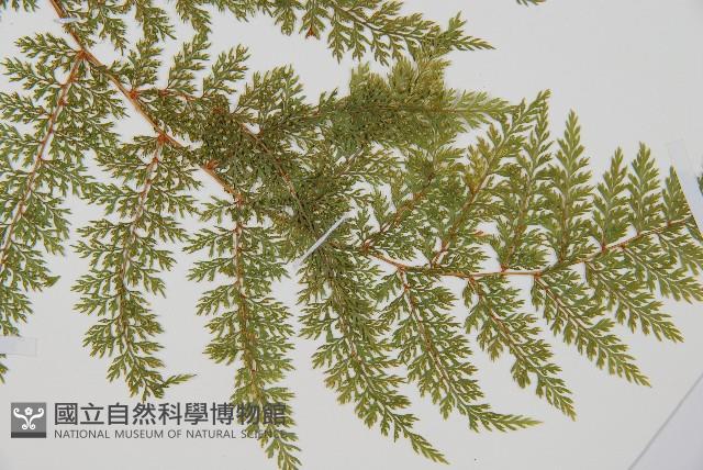 小膜蓋蕨、臺灣小膜蓋蕨藏品圖，第3張