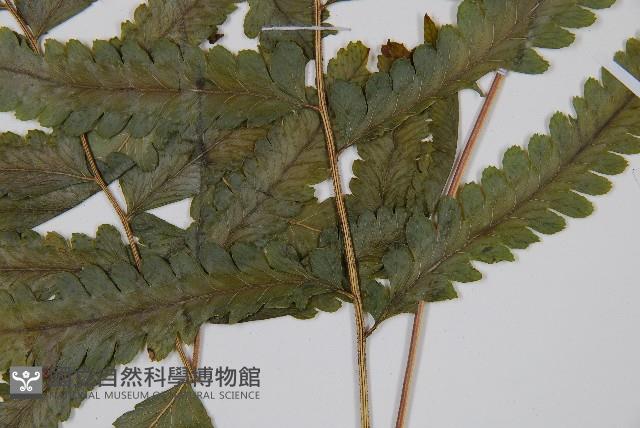 邊緣鱗蓋蕨藏品圖，第3張