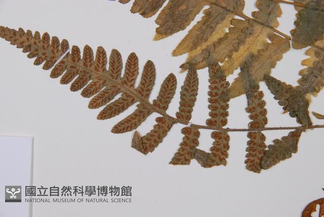 毛軸假蹄蓋蕨藏品圖，第3張