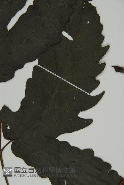 三叉蕨藏品圖，第3張