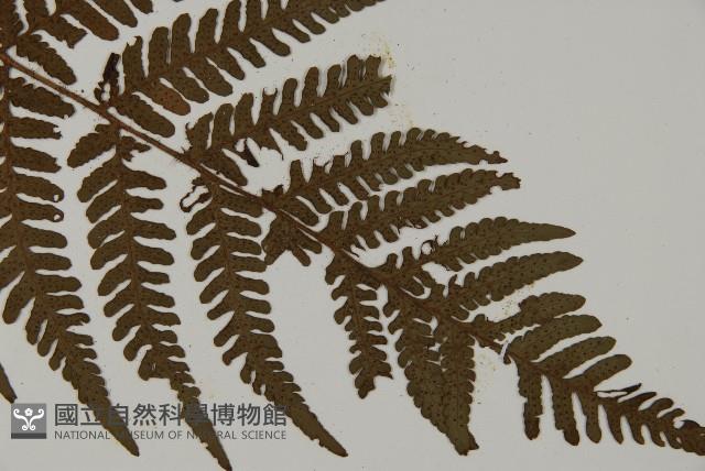 愛德氏肋毛蕨藏品圖，第3張