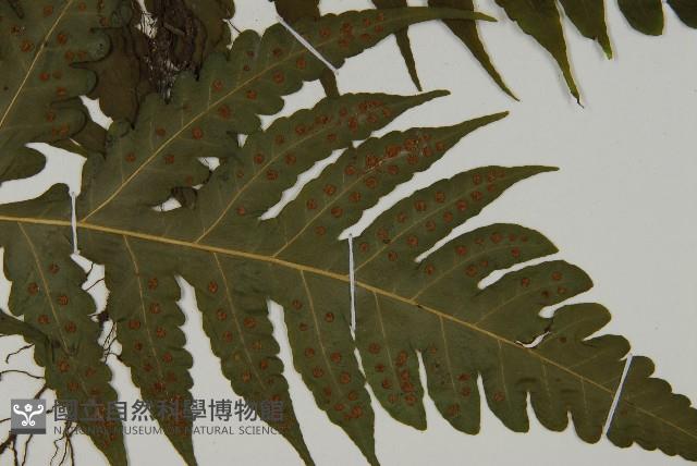 登錄號:P010042藏品圖，第3張