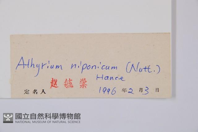 日本蹄蓋蕨藏品圖，第3張