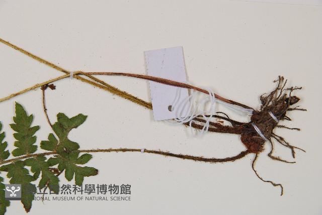 東洋蹄蓋蕨藏品圖，第3張