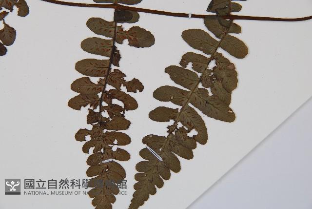 貞蕨藏品圖，第3張