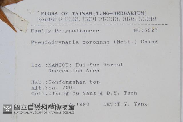 崖薑蕨藏品圖，第2張