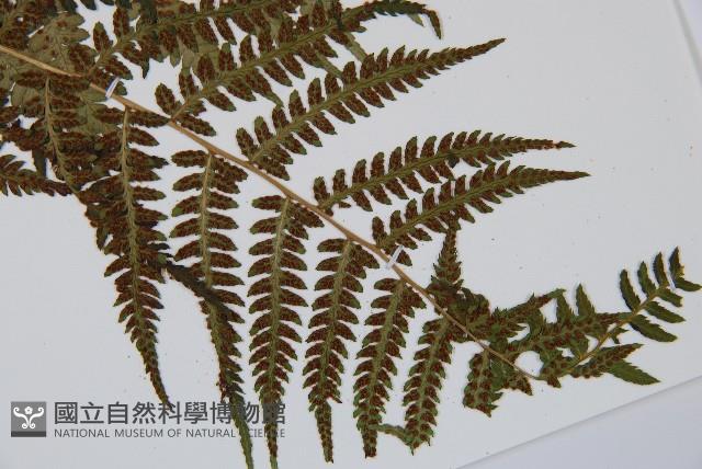 禾稈蹄蓋蕨藏品圖，第3張