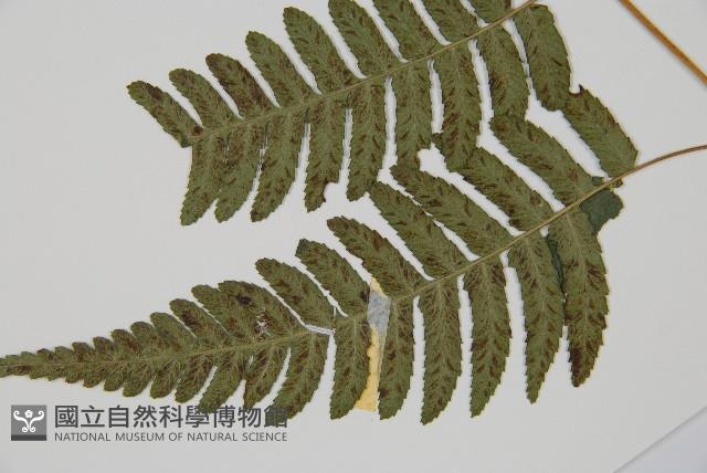 廣葉深山雙蓋蕨藏品圖，第3張