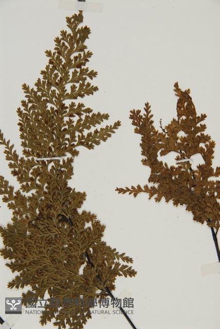 烏木鐵角蕨藏品圖，第3張