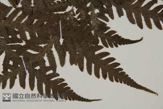 薄葉擬肋毛蕨藏品圖，第3張