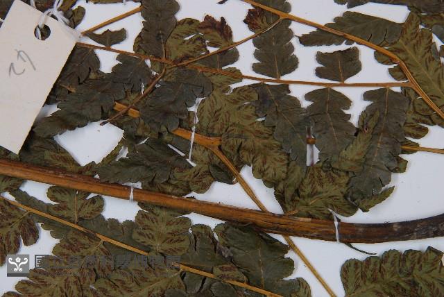淡綠短腸蕨藏品圖，第3張