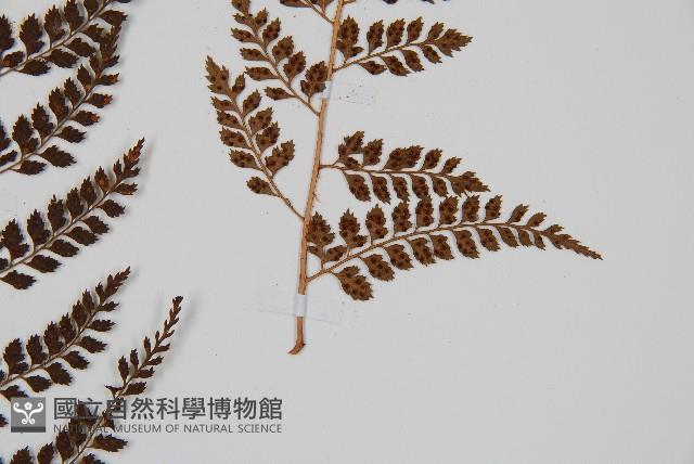 臺灣兩面複葉耳蕨藏品圖，第3張