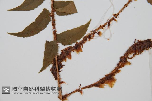 貫眾蕨藏品圖，第3張