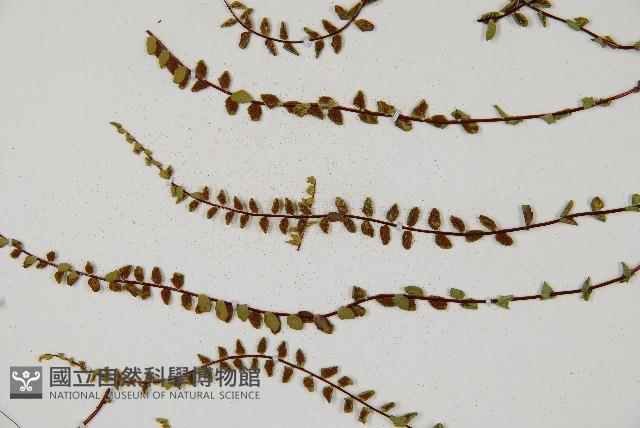 鐵角蕨藏品圖，第3張