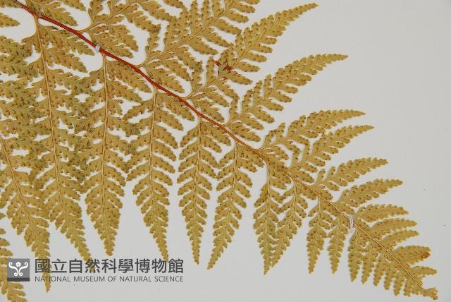 碗蕨藏品圖，第3張