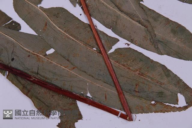 登錄號:P003642藏品圖，第3張