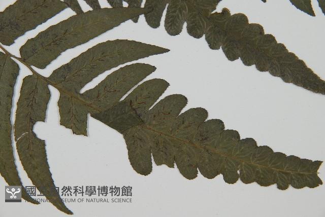 毛柄短腸蕨藏品圖，第3張