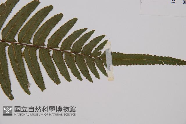 虎克氏鱗蓋蕨藏品圖，第3張