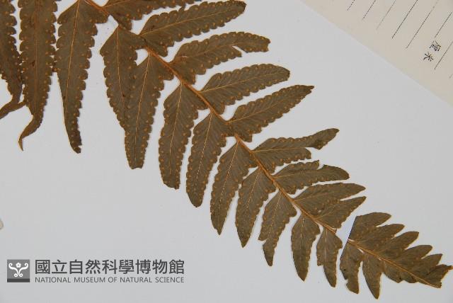 邊緣鱗蓋蕨藏品圖，第3張