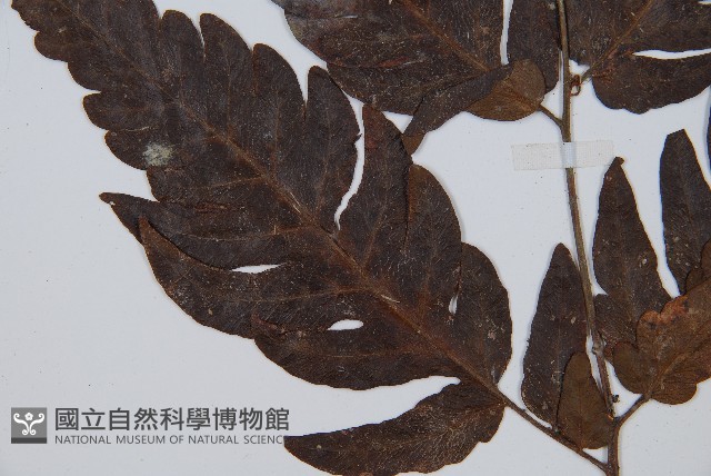 密毛鱗蓋蕨藏品圖，第3張