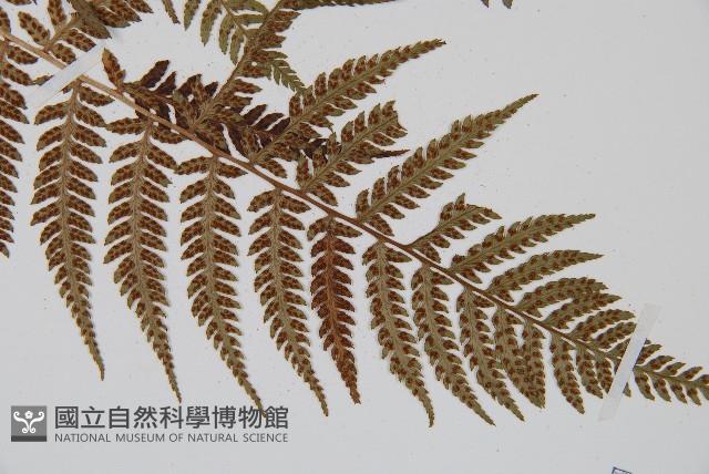 禾稈蹄蓋蕨藏品圖，第3張