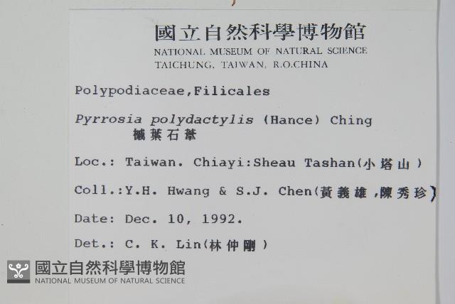 槭葉石葦藏品圖，第2張