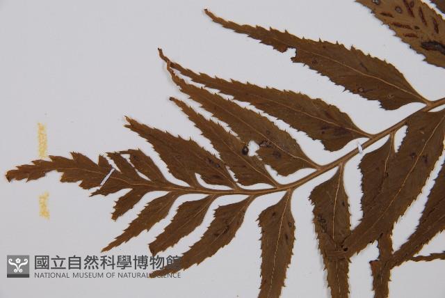 萊氏鐵角蕨藏品圖，第3張