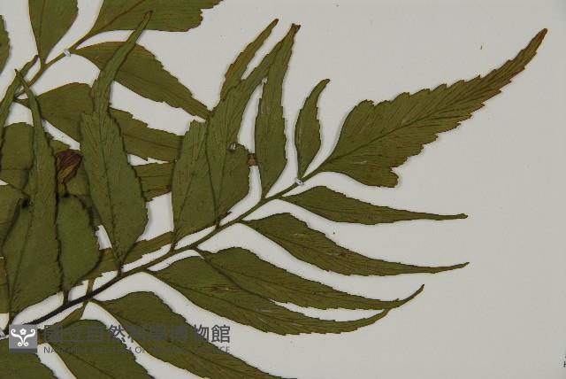 革葉鐵角蕨藏品圖，第3張