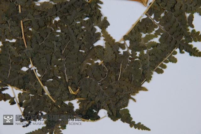 熱帶鱗蓋蕨藏品圖，第3張