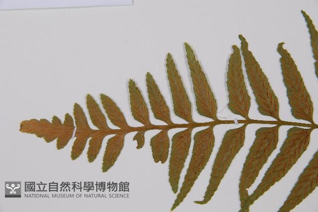 萊氏鐵角蕨藏品圖，第3張